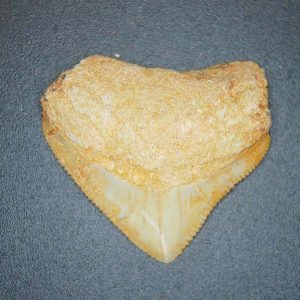 Squalicorax pristodontus (Crow Shark) Tooth from Morocco #16