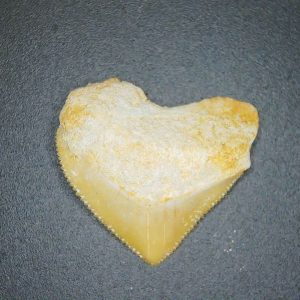 Squalicorax pristodontus (Crow Shark) Tooth from Morocco #17