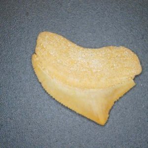 Squalicorax pristodontus (Crow Shark) Tooth from Morocco #18