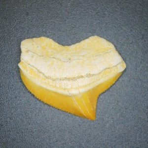 Squalicorax pristodontus (Crow Shark) Tooth from Morocco #19