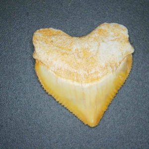 Squalicorax pristodontus (Crow Shark) Tooth from Morocco #2