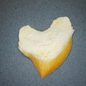 Squalicorax pristodontus (Crow Shark) Tooth from Morocco #20