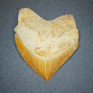 Squalicorax pristodontus (Crow Shark) Tooth from Morocco #21