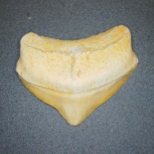 Squalicorax pristodontus (Crow Shark) Tooth from Morocco #22