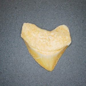 Squalicorax pristodontus (Crow Shark) Tooth from Morocco #23