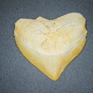 Squalicorax pristodontus (Crow Shark) Tooth from Morocco #3