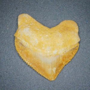 Squalicorax pristodontus (Crow Shark) Tooth from Morocco #4