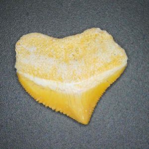 Squalicorax pristodontus (Crow Shark) Tooth from Morocco #5