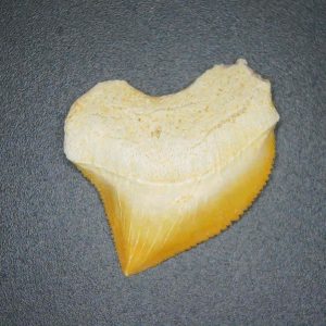 Squalicorax pristodontus (Crow Shark) Tooth from Morocco #6