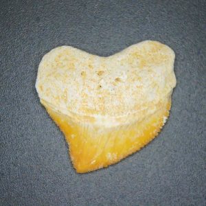 Squalicorax pristodontus (Crow Shark) Tooth from Morocco #7