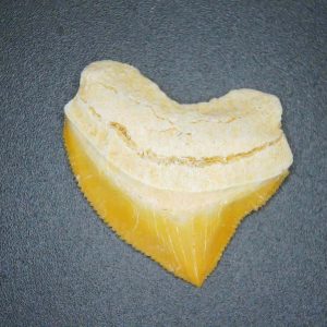 Squalicorax pristodontus (Crow Shark) Tooth from Morocco #8