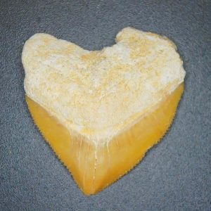 Squalicorax pristodontus (Crow Shark) Tooth from Morocco #9