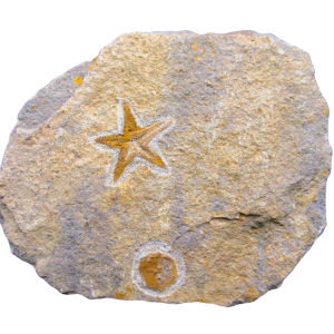 Petraster Starfish Ordovician Age from Morocco #40