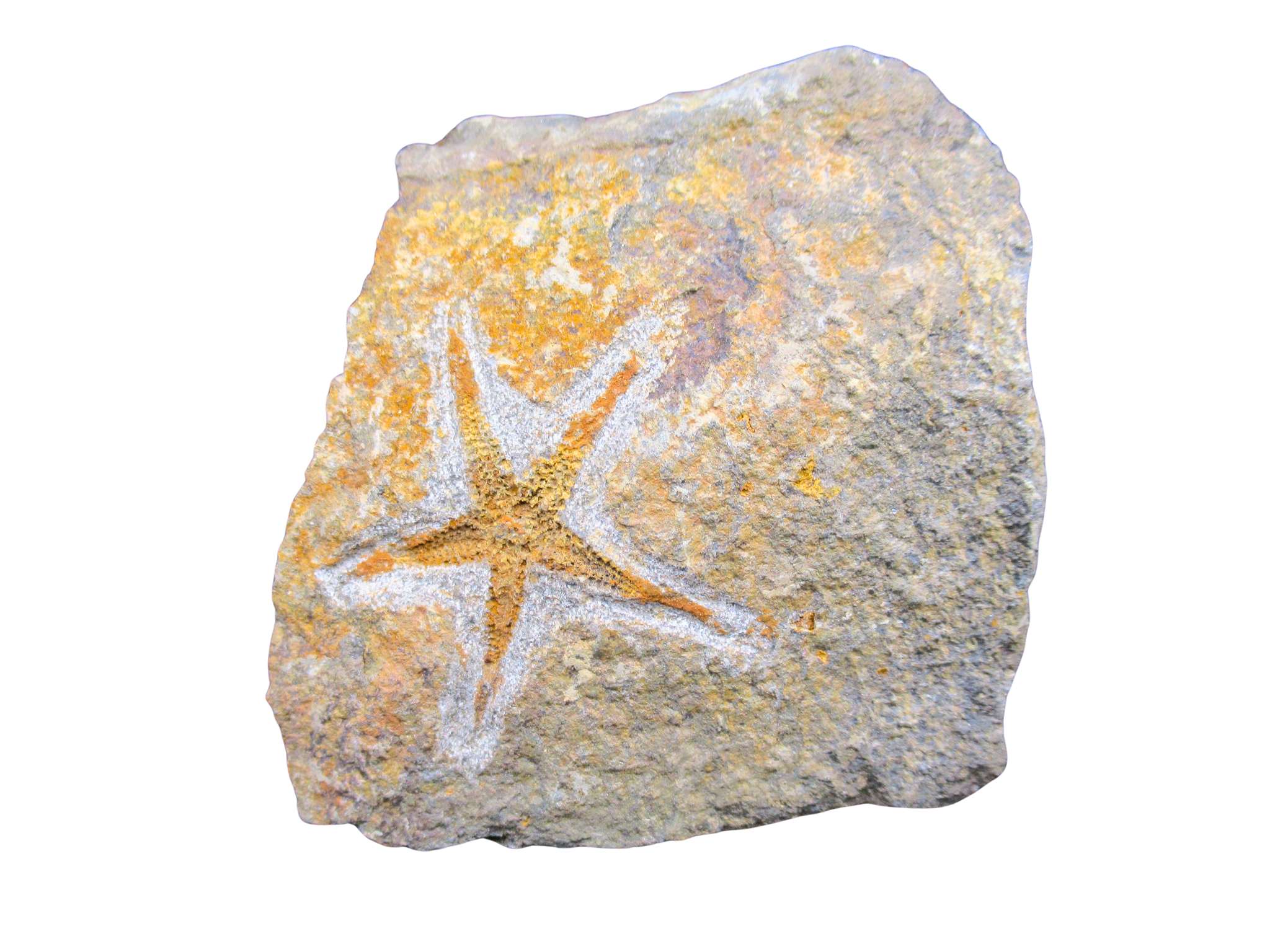 Devonian Age Petraster Starfish from Morocco 41 | Fossils for Sale