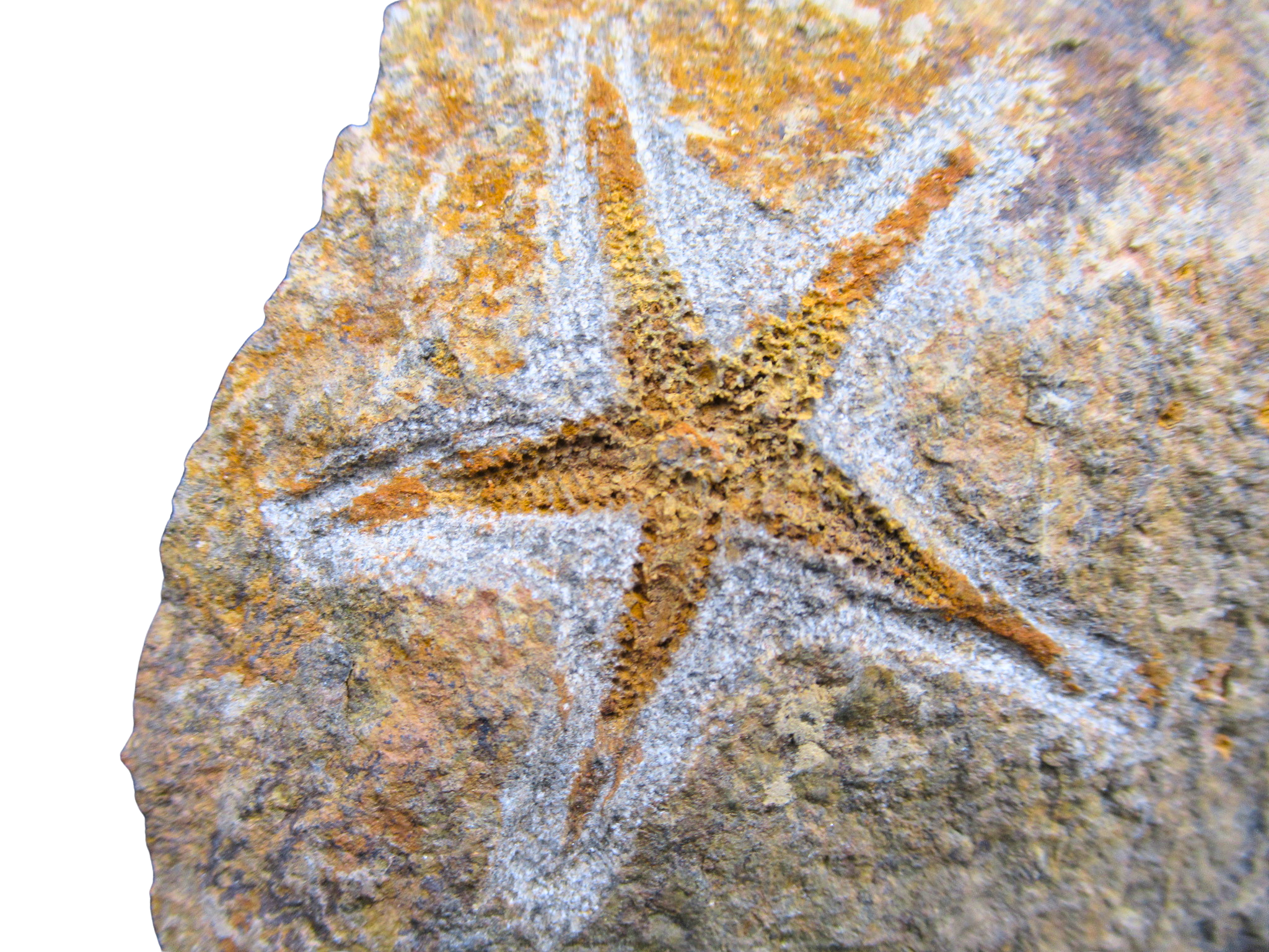 Devonian Age Petraster Starfish from Morocco 41a | Fossils for Sale