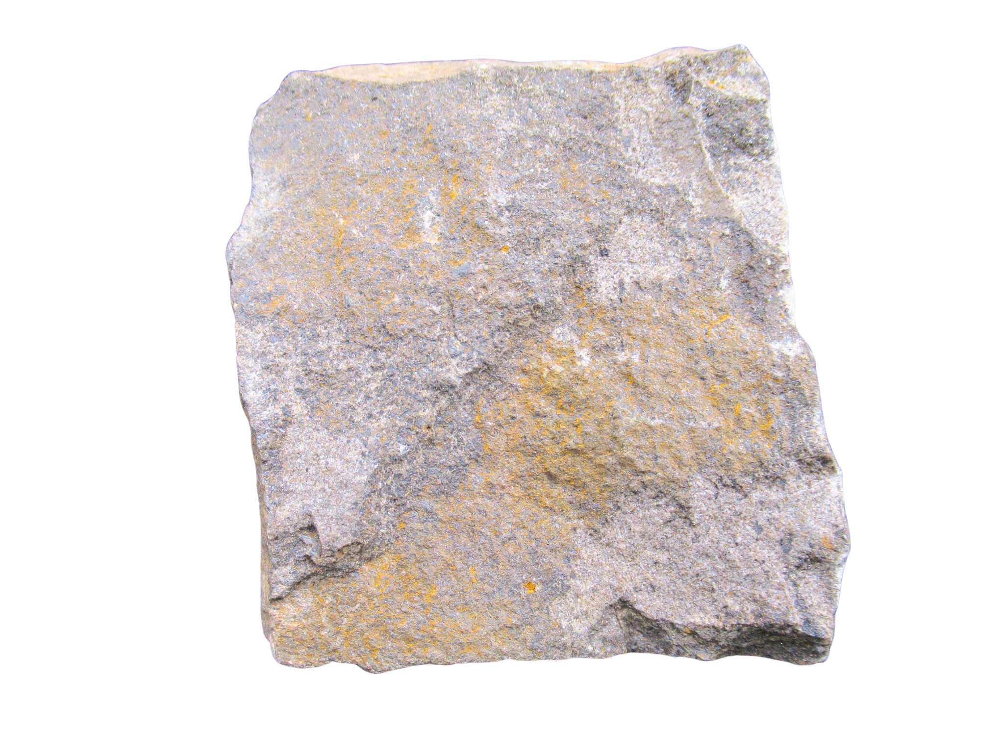 Devonian Age Petraster Starfish from Morocco 41b | Fossils for Sale