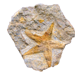 Petraster Starfish Ordovician Age from Morocco #42