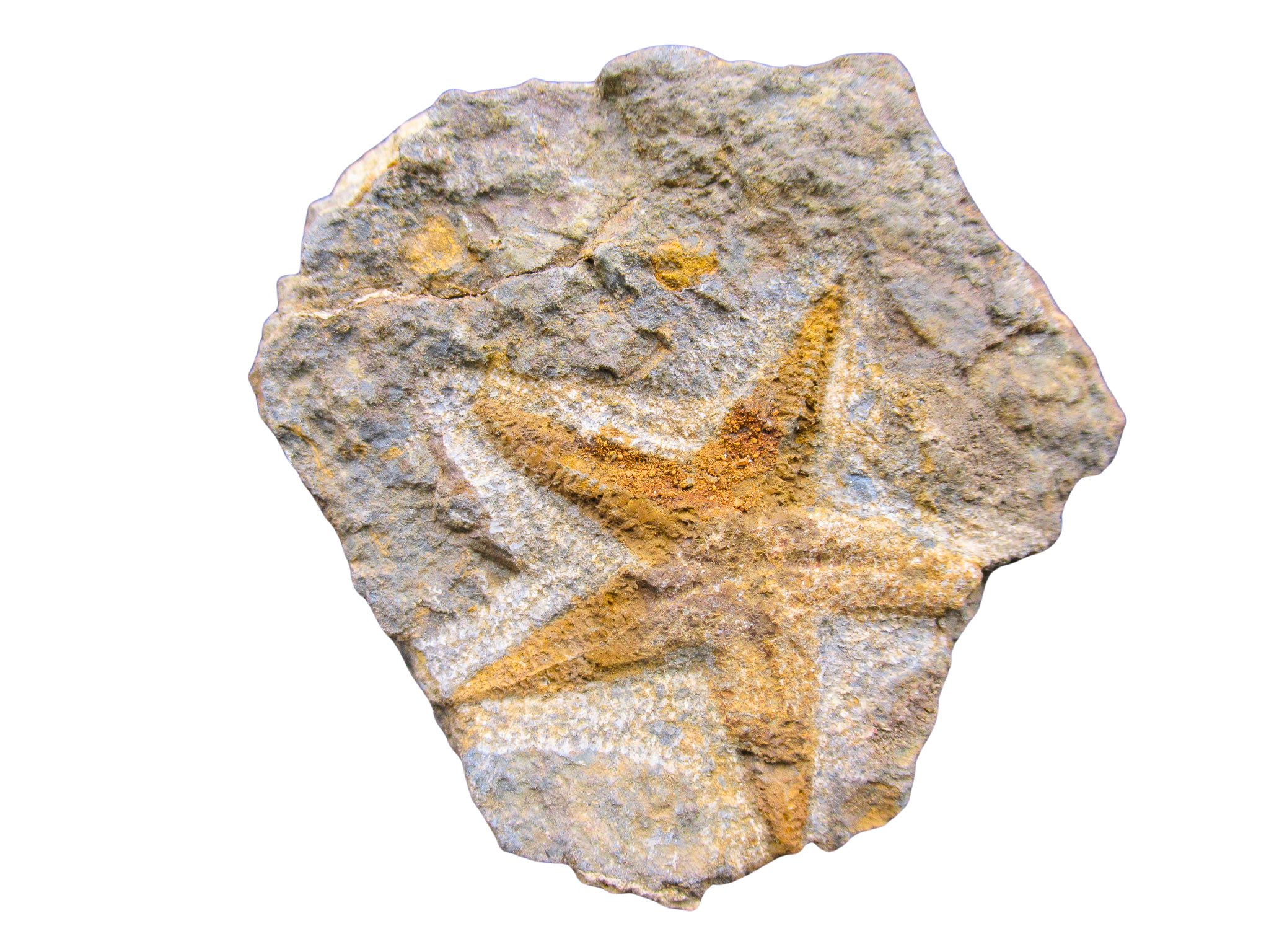 Devonian Age Petraster Starfish from Morocco 42 | Fossils for Sale