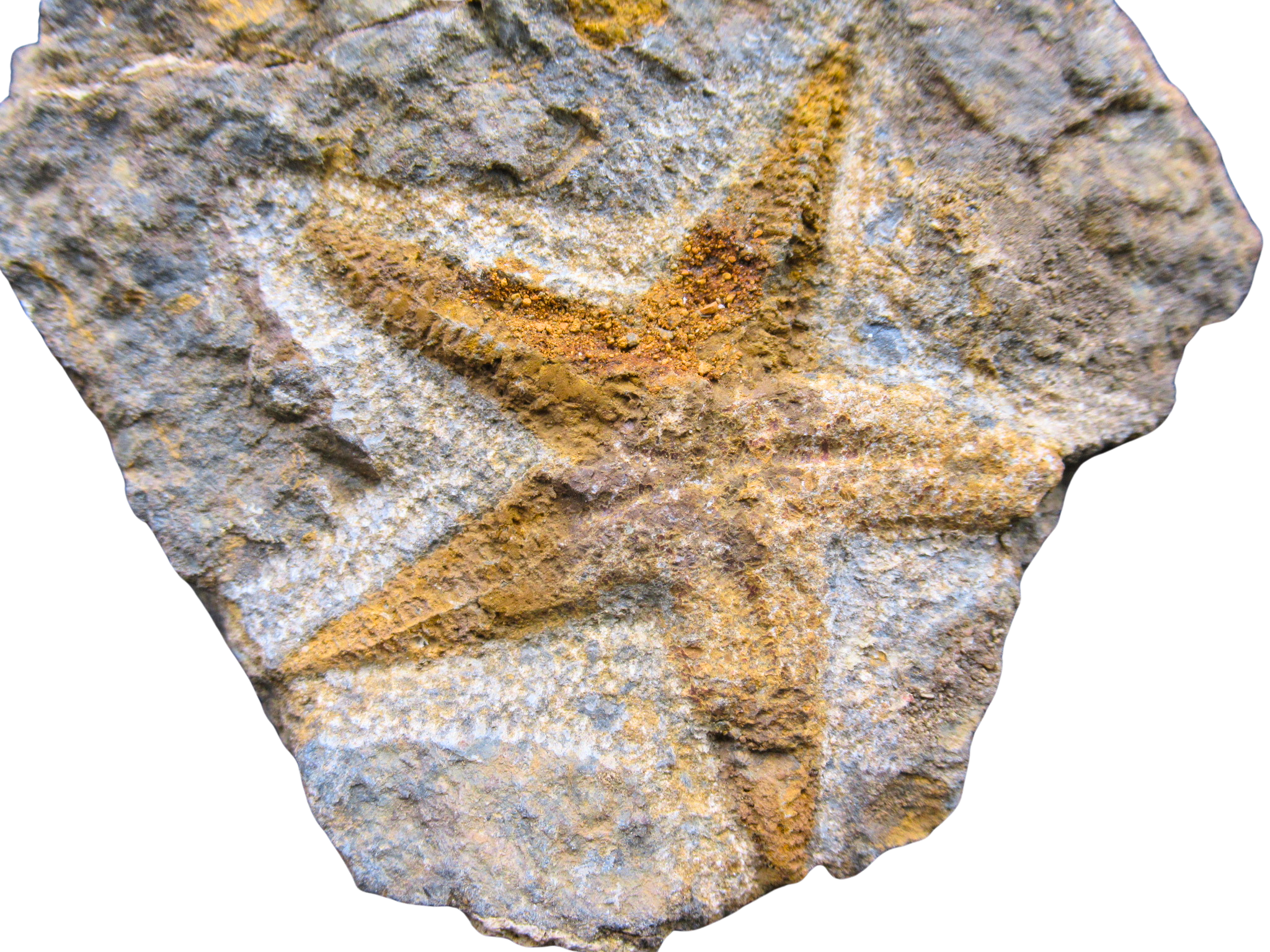 Devonian Age Petraster Starfish from Morocco 42a | Fossils for Sale