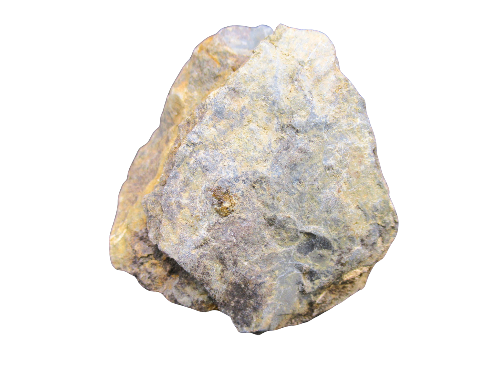 Devonian Age Petraster Starfish from Morocco 42b | Fossils for Sale