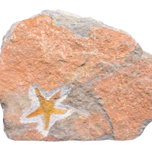 Petraster Starfish Ordovician Age from Morocco #43