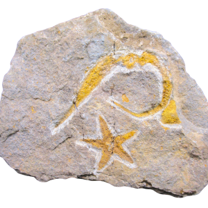 Petraster Starfish Ordovician Age from Morocco #44
