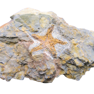 Petraster Starfish Ordovician Age from Morocco #45