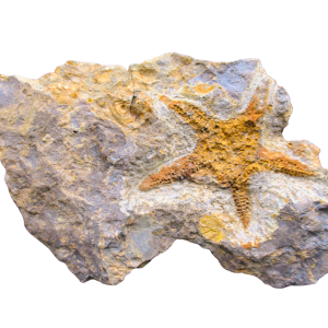 Petraster Starfish Ordovician Age from Morocco #46