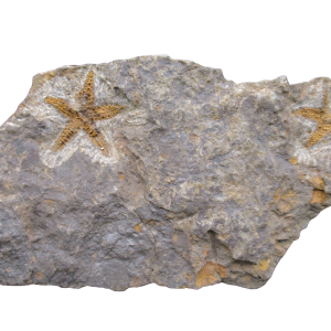 Petraster Starfish Ordovician Age from Morocco #48