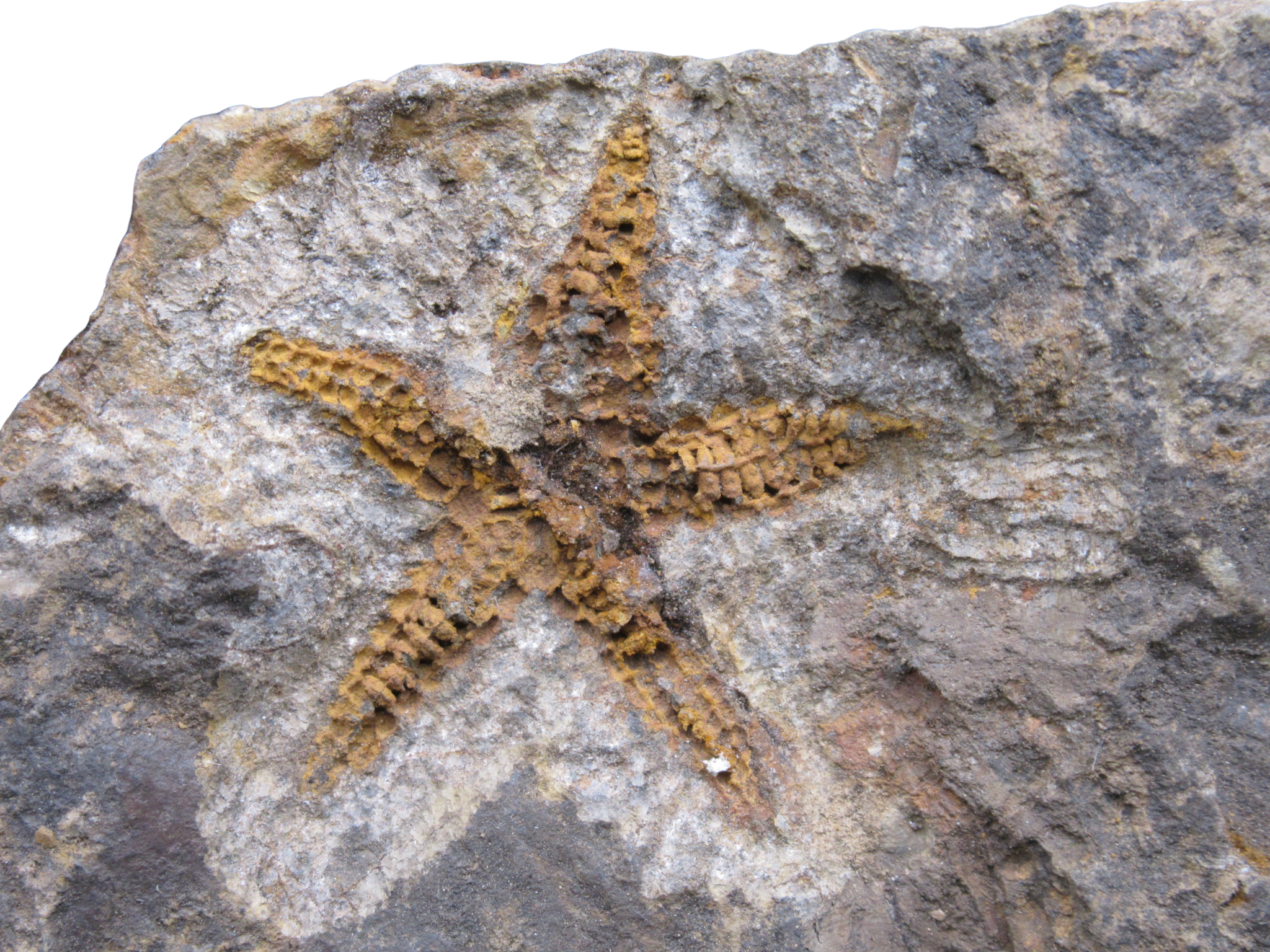Devonian Age Petraster Starfish from Morocco 48a | Fossils for Sale