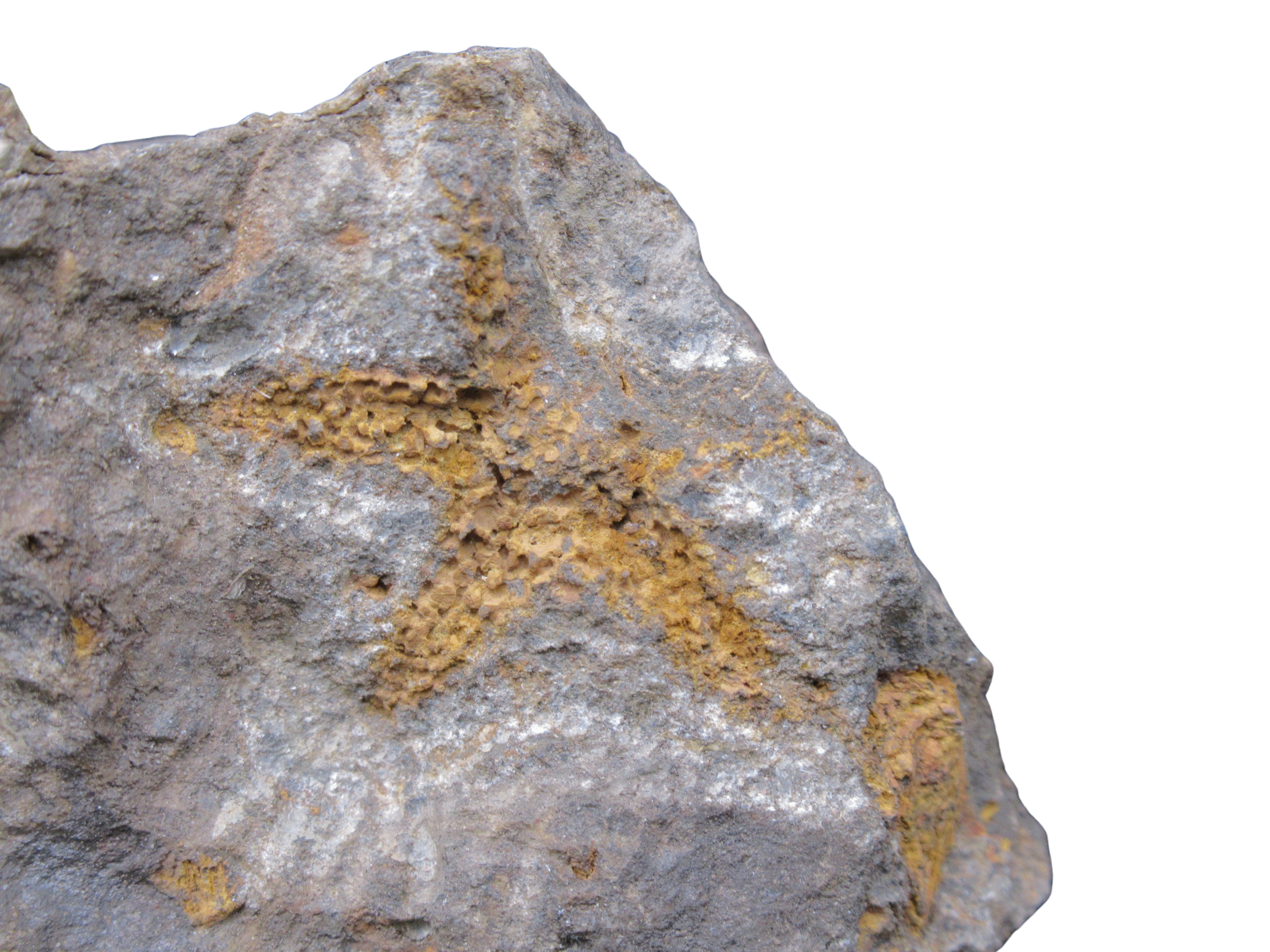 Devonian Age Petraster Starfish from Morocco 48b | Fossils for Sale