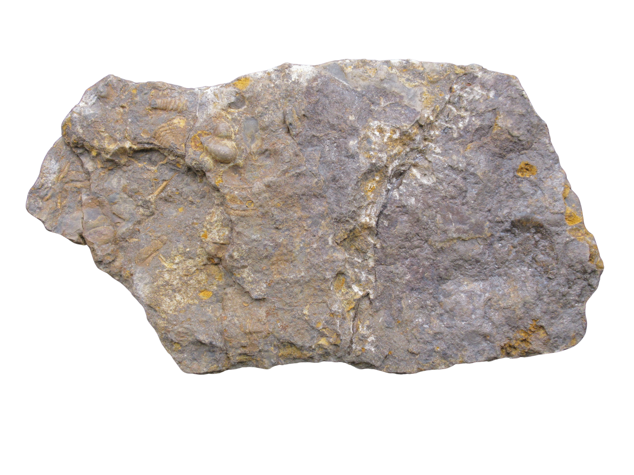 Devonian Age Petraster Starfish from Morocco 48c | Fossils for Sale