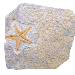 Petraster Starfish Ordovician Age from Morocco #49