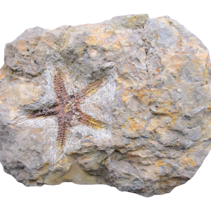 Petraster Starfish Ordovician Age from Morocco #50