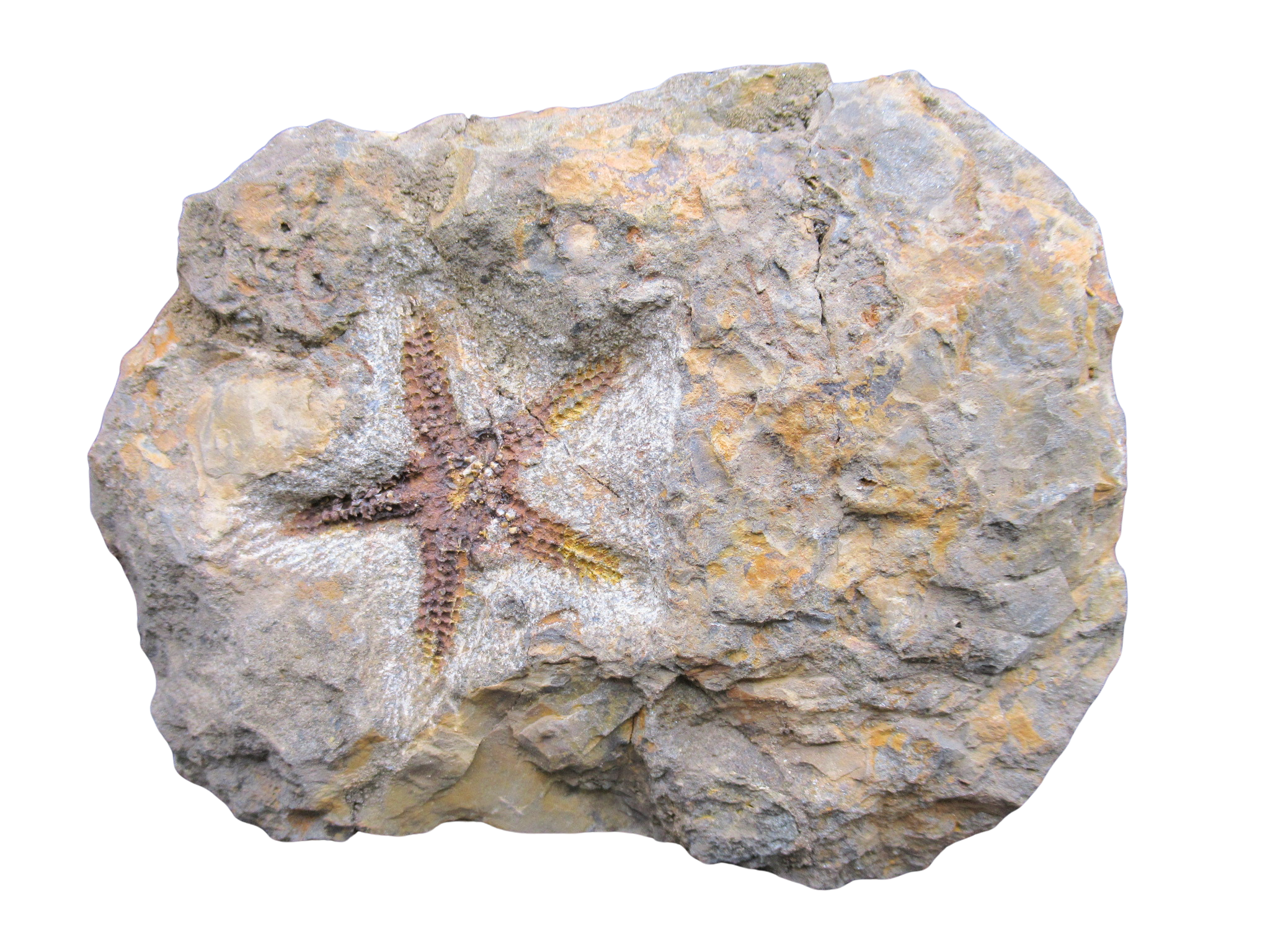 Devonian Age Petraster Starfish from Morocco 50 | Fossils for Sale