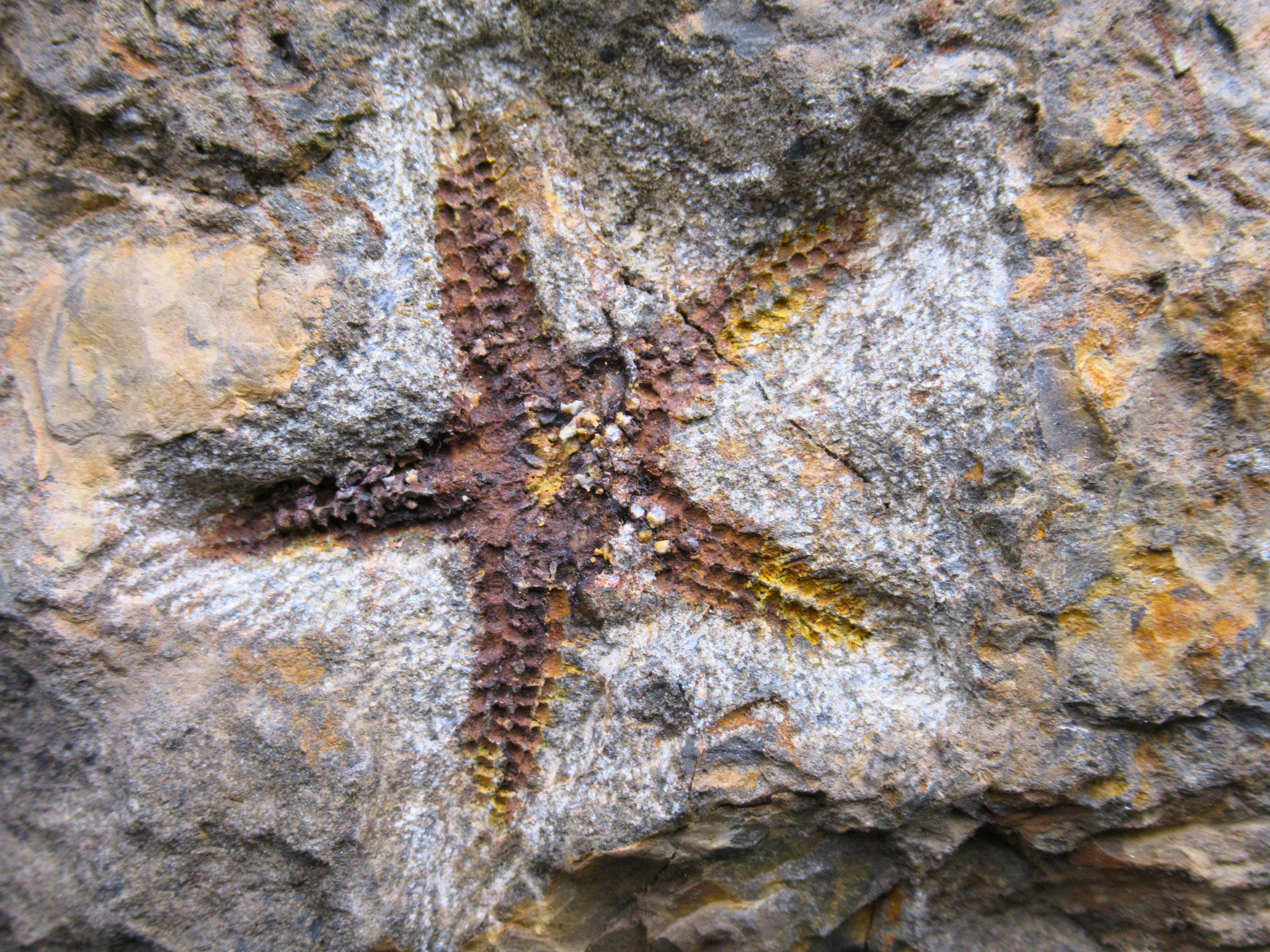 Devonian Age Petraster Starfish from Morocco 50a | Fossils for Sale