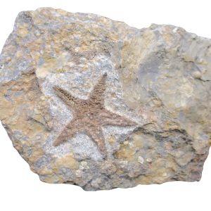 Petraster Starfish Ordovician Age from Morocco #51