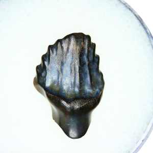Genuine Cretaceous Age Edmontonia Nodosaurus Dinosaur Tooth from Judith River Fossils for Sale from Montana #2