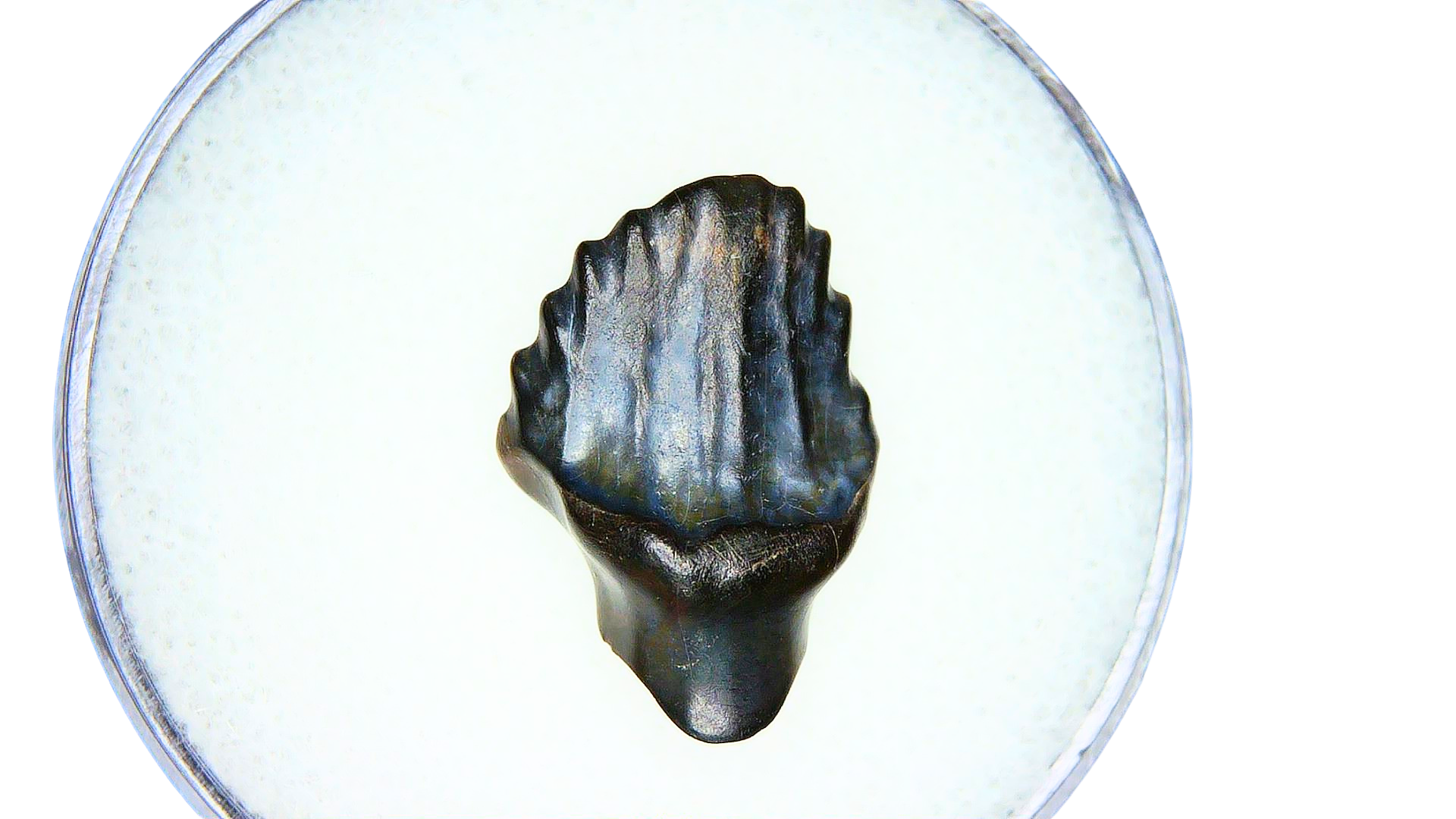 Edmontonia Nodosaur Dinosaur Tooth Judith River Montana 2 | Fossils for Sale Genuine Cretaceous Age Edmontonia Nodosaurus Dinosaur Tooth from Judith River Fossils for Sale from Montana #2