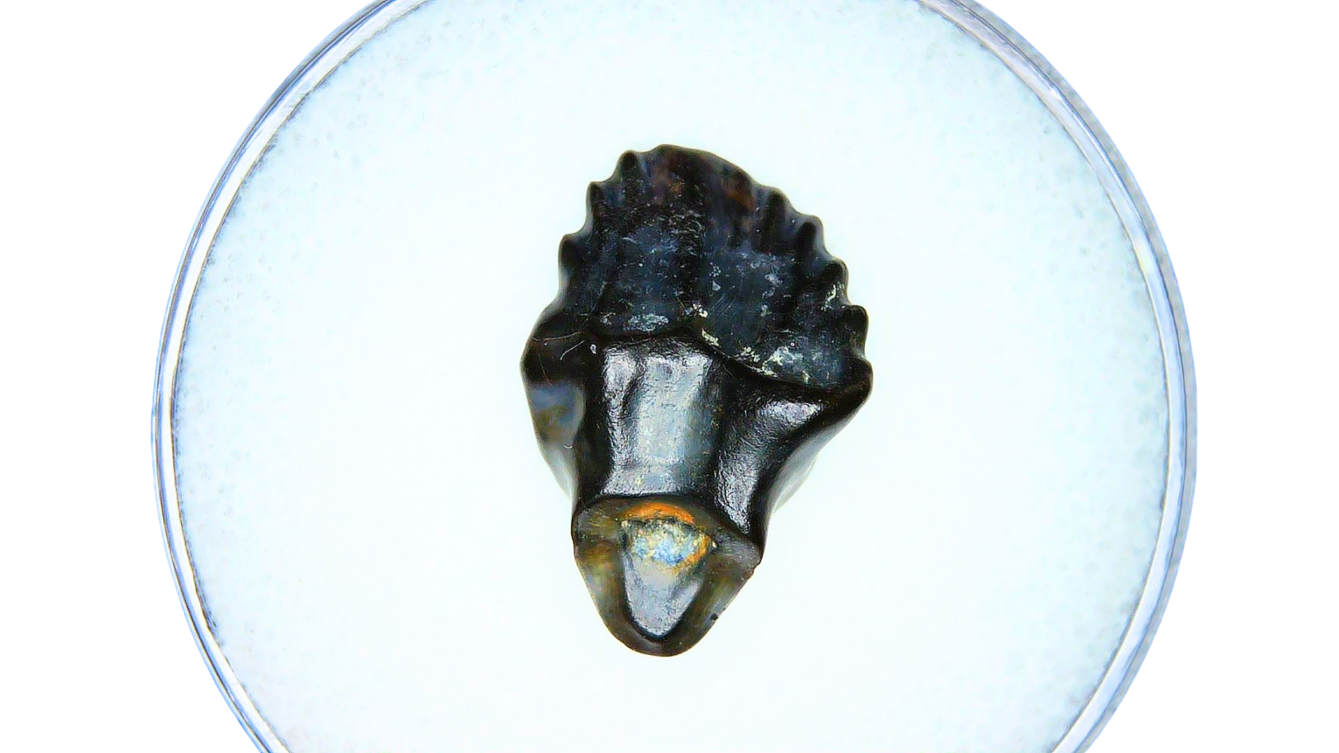 Edmontonia Nodosaur Dinosaur Tooth Judith River Montana 2a | Fossils for Sale Genuine Cretaceous Age Edmontonia Nodosaurus Dinosaur Tooth from Judith River Fossils for Sale from Montana #2a