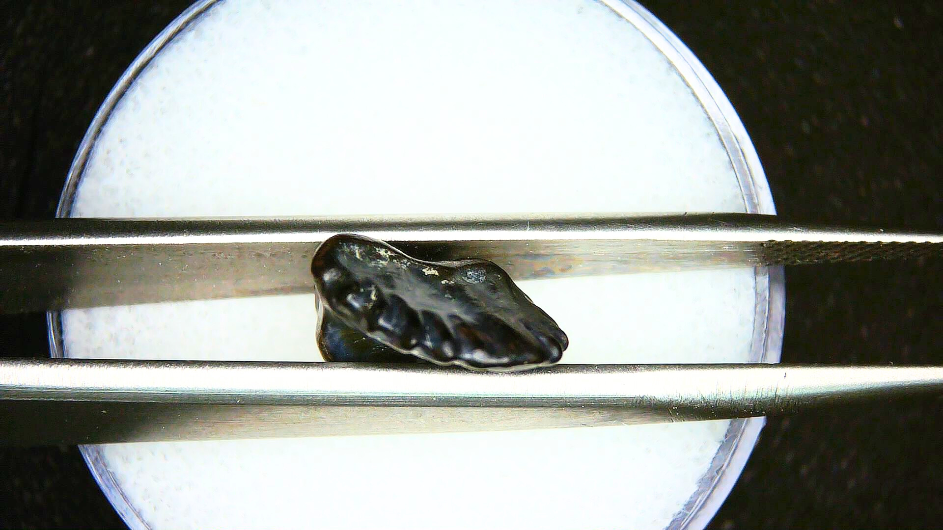 Edmontonia Nodosaur Dinosaur Tooth Judith River Montana 2b | Fossils for Sale Genuine Cretaceous Age Edmontonia Nodosaurus Dinosaur Tooth from Judith River Fossils for Sale from Montana #2b