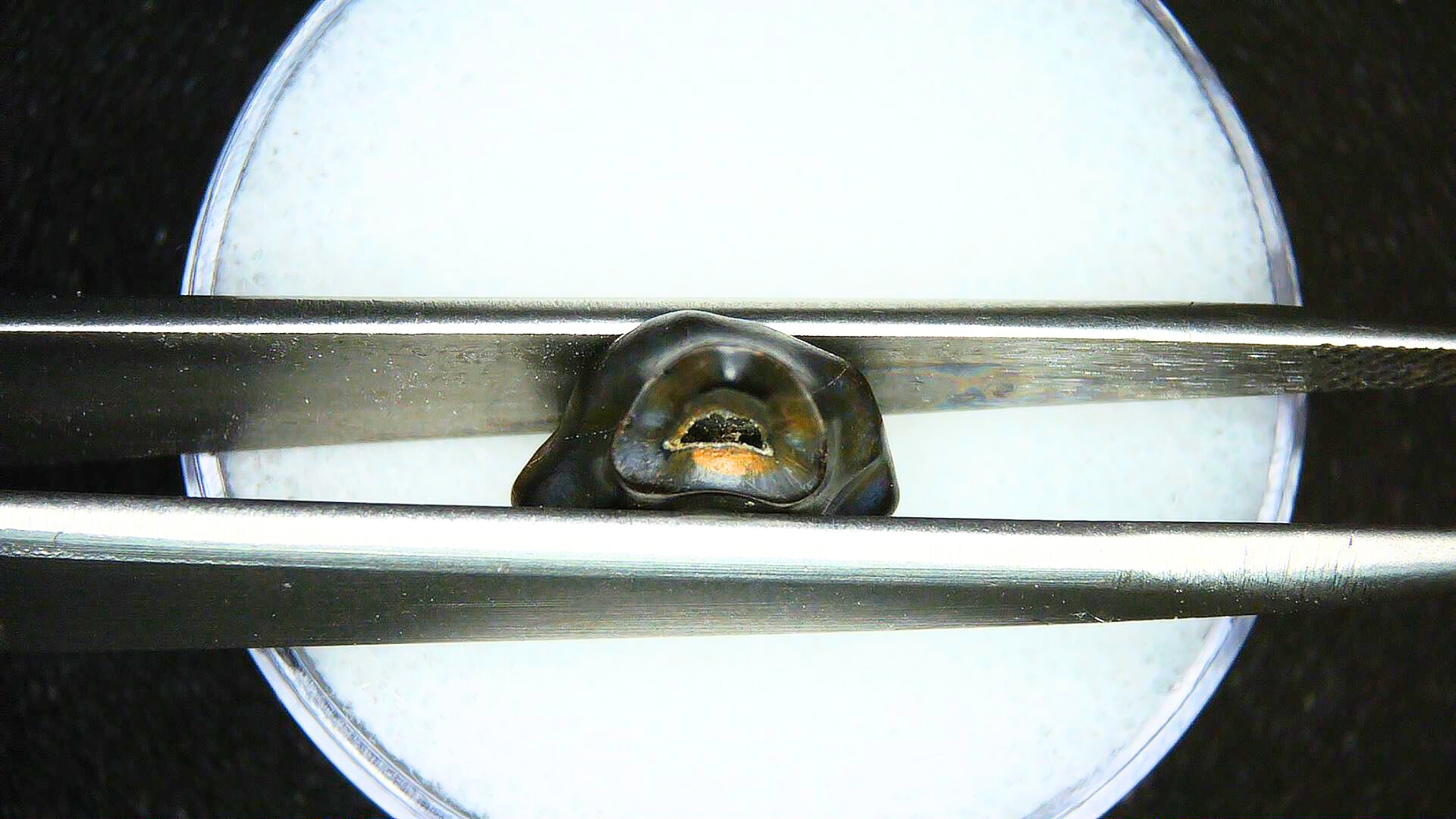 Edmontonia Nodosaur Dinosaur Tooth Judith River Montana 2c | Fossils for Sale Genuine Cretaceous Age Edmontonia Nodosaurus Dinosaur Tooth from Judith River Fossils for Sale from Montana #2c