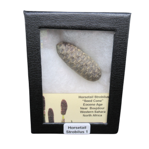 Horsetail Strobilus (Equestum "Cone")  Eocene of Morocco #1