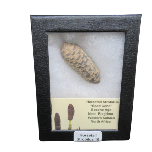 Horsetail Strobilus (Equestum "Cone") Eocene of Morocco #10