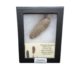 Horsetail Strobilus (Equestum "Cone") Eocene of Morocco #11