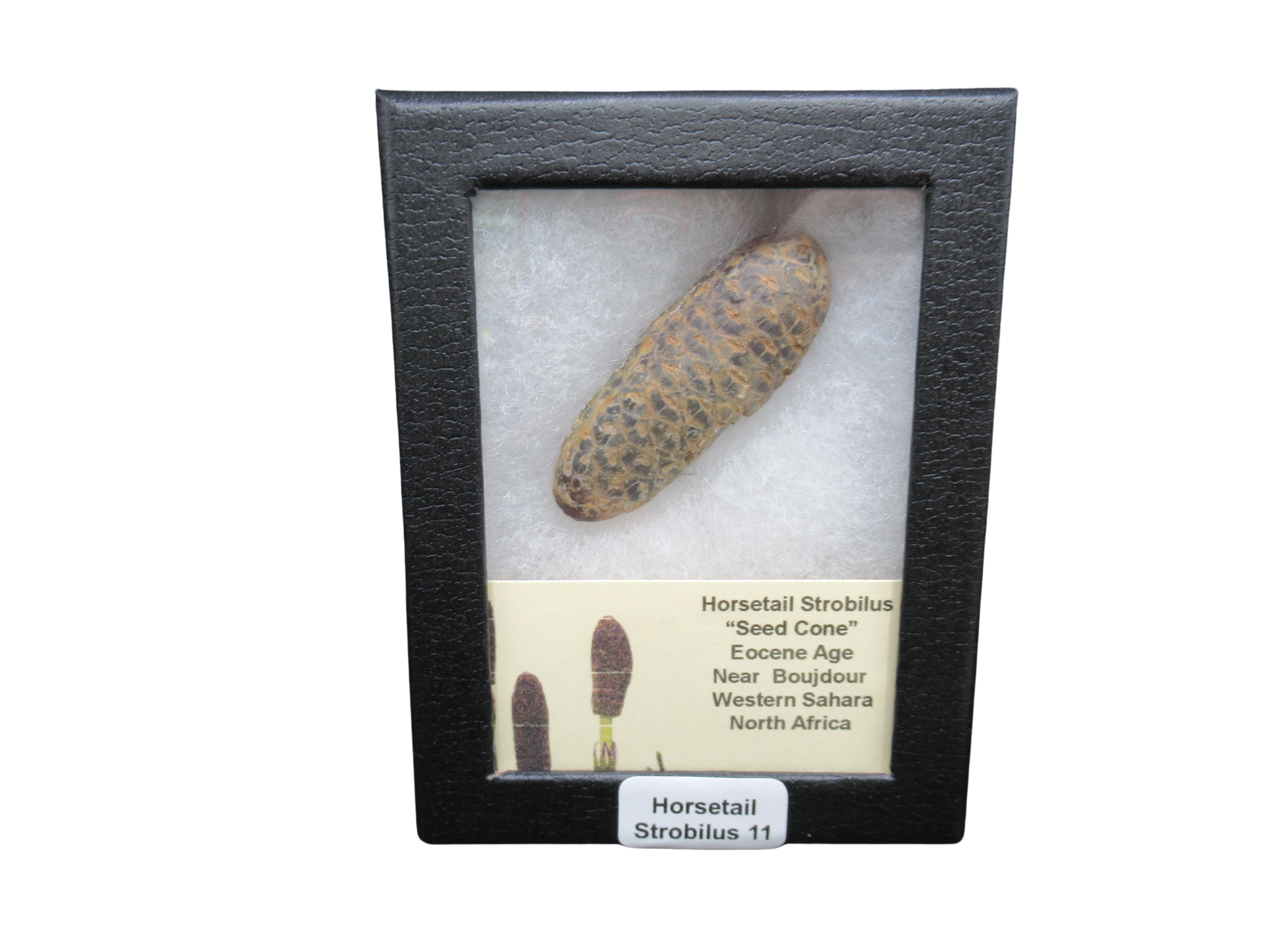 Eocene Age Horsetail Strobilus Seed Cone from Morocco 11 | Fossils for Sale