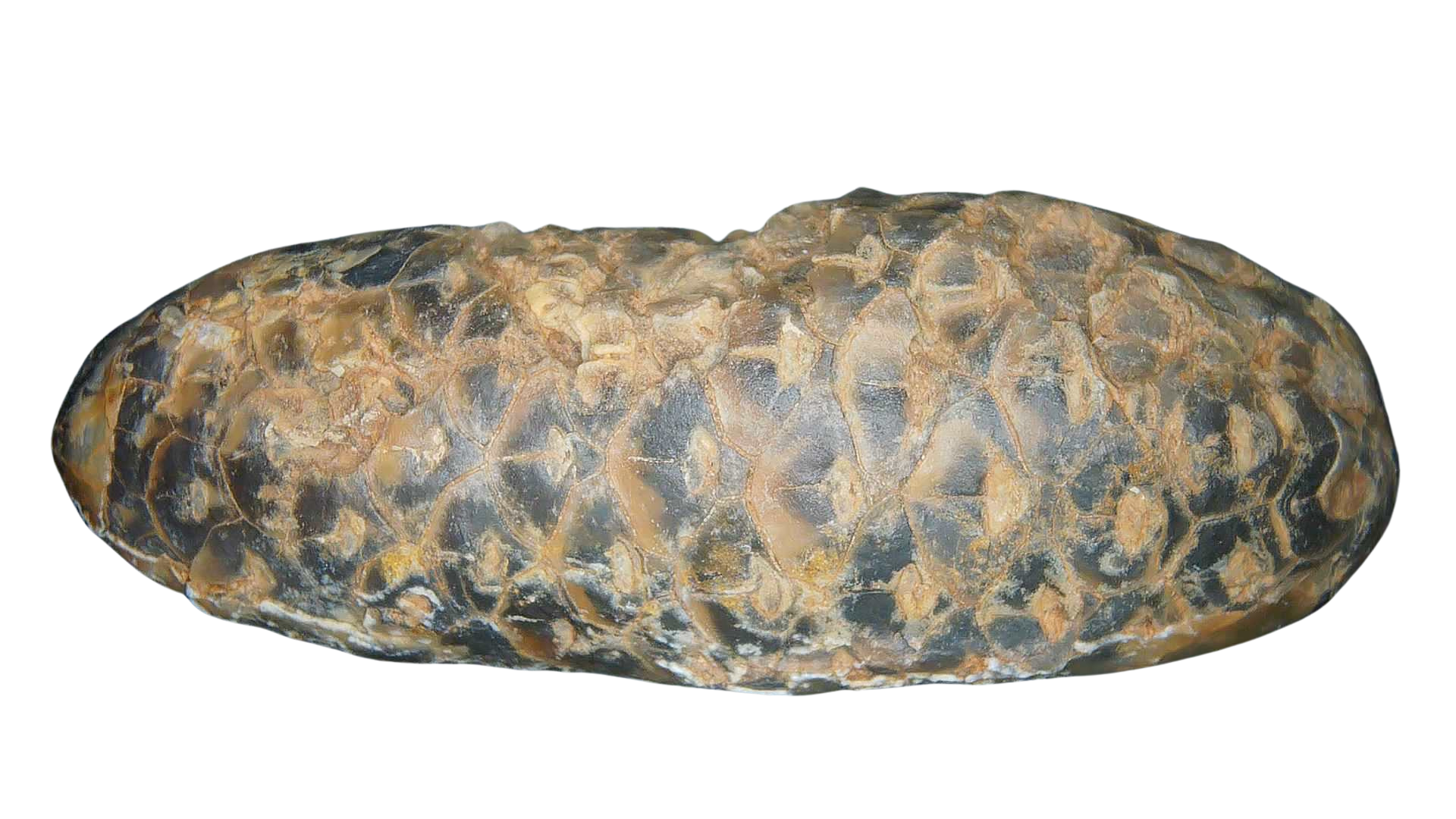 Eocene Age Horsetail Strobilus Seed Cone from Morocco 11b | Fossils for Sale