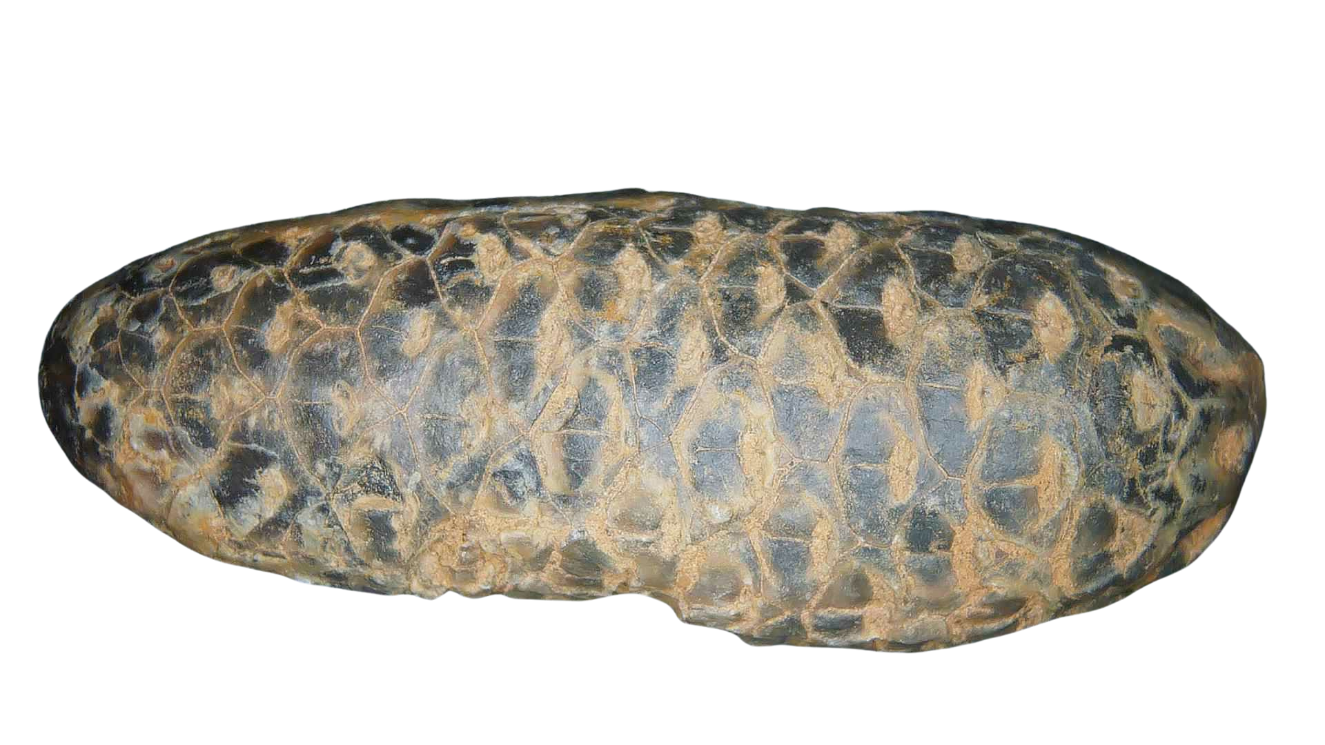 Eocene Age Horsetail Strobilus Seed Cone from Morocco 11c | Fossils for Sale