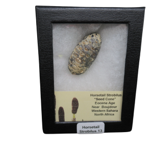 Horsetail Strobilus (Equestum "Cone") Eocene of Morocco #13