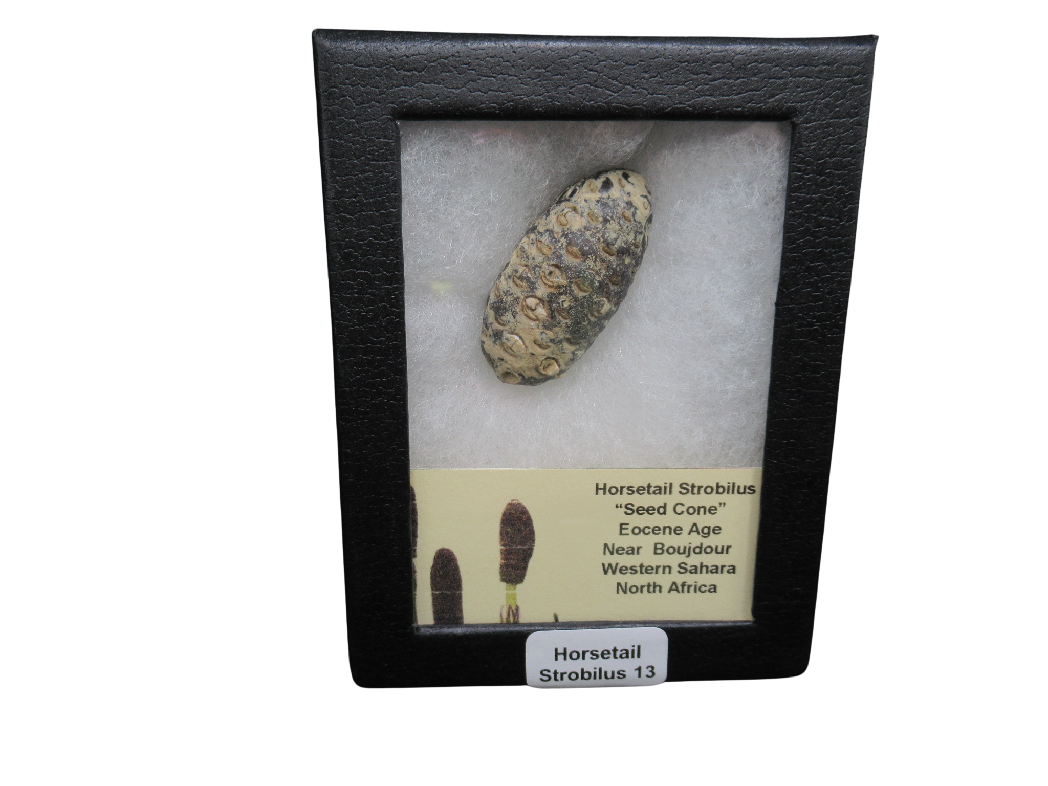 Eocene Age Horsetail Strobilus Seed Cone from Morocco 13 | Fossils for Sale